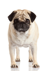 Canvas Print - pug dog isolated on a white background