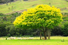 Yellow Tree