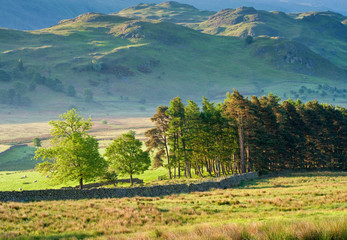 Wall Mural - Rural scene, Lake District, UK