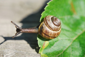 Wall Mural - Jumping Snail