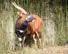 Bongo Antelope  (Tragelaphus Eurycerus Eurycerus)