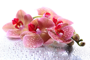 Poster - Pink beautiful orchids with drops