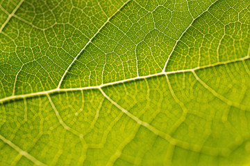 Grapevine Leaf