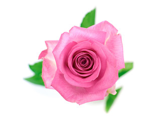 Wall Mural - flowers