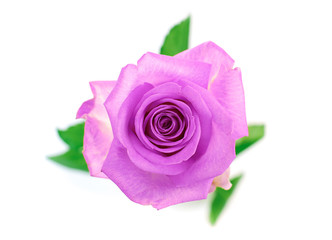 Wall Mural - flowers