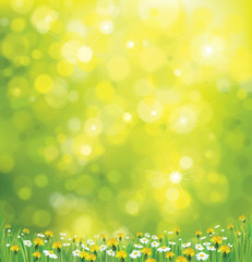 Wall Mural - vector sunshine background with chamomile and dandelion.