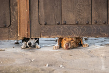 Two Dogs Looking Under Wooden Garden Gate