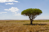 Fototapeta Sawanna - Tree in Serengeti
