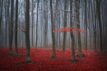 Poster - Red tree in a foggy autumn forest with red leaves on the ground