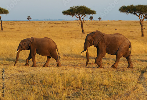 Obraz na płótnie canvas czteroczęściowy "tetraptyk" Słonie masai mara