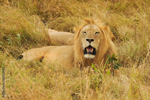 Board z aluminiowym obramowaniem Masai mara lew