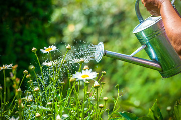 Canvas Print - Watering flowers