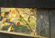 Spider Web And Dew