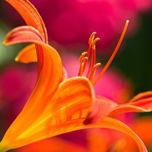 Orange Daylily In Side Angle View
