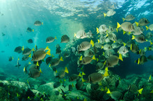 Surgeonfish, Pacific Reefs