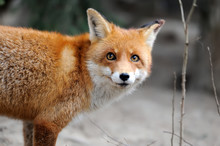 Wild Red Fox Portrait