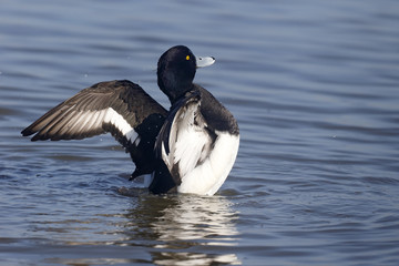 Wall Mural - tufted duck, aythya fuligula