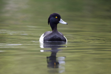 Wall Mural - tufted duck, aythya fuligula