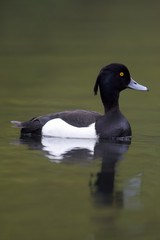 Wall Mural - tufted duck, aythya fuligula