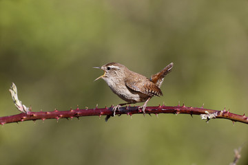 Wall Mural - Wren, Troglodytes troglodytes