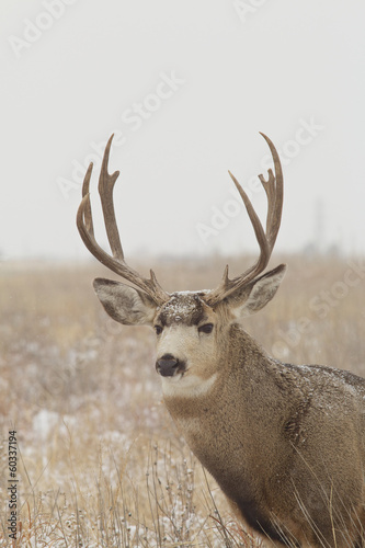 Naklejka samoprzylepna Portret jelenia buck w śniegu
