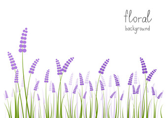 Sticker - Lavender flowers on white background