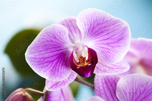 Board z aluminiowym obramowaniem Piękna orchidea