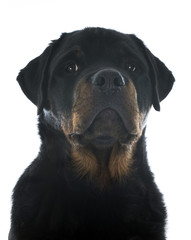 Canvas Print - rottweiler