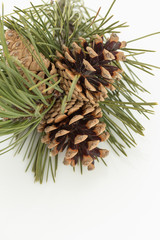 Wall Mural - pine cones