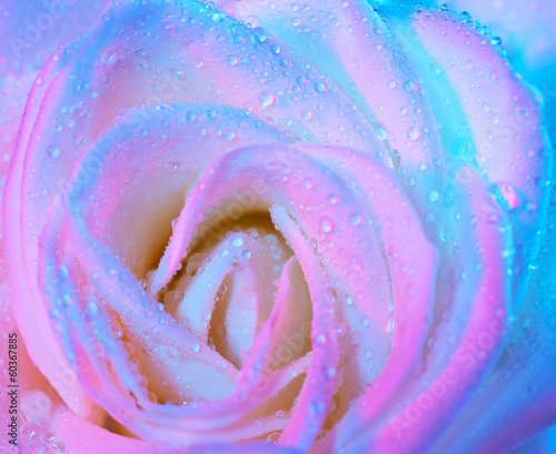 Naklejka na drzwi Abstract wet rose background