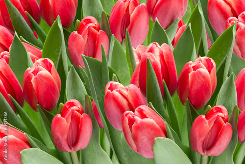 Plakat na papierze fotorealistycznym Kwiaty tulipanów