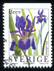 Sticker - Iris sibirica