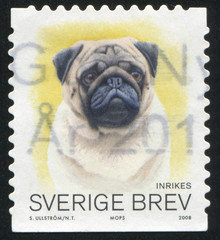 Poster - Pug dog