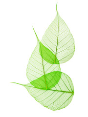 Wall Mural - Macro green leaves isolated on white background