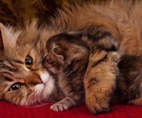 Cat with kitten