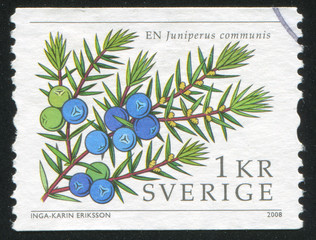 Sticker - Juniper berries