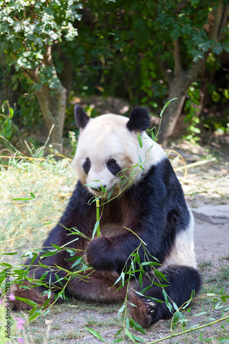 Board z aluminiowym obramowaniem Wielka panda niedźwiadka to bambusowe ucieczki