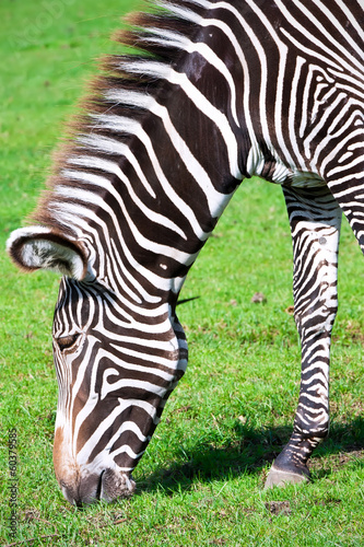 Board z aluminiowym obramowaniem Zebra