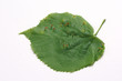 Eriophyoid mites lime