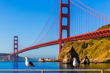 San Francisco Golden Gate Bridge Seagull California