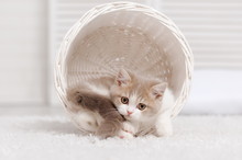 Small Kitten In A White Basket