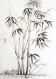 Fototapeta Bambus - Watercolor painting of bamboo