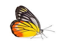 Painted Jezebel Butterfly