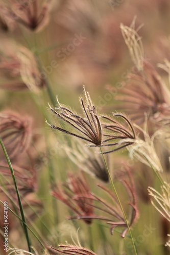 Naklejka dekoracyjna Grass in the wind