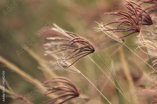 Naklejka ścienna Grass in the wind