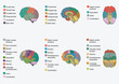 Human brain anatomy, function area, mind system