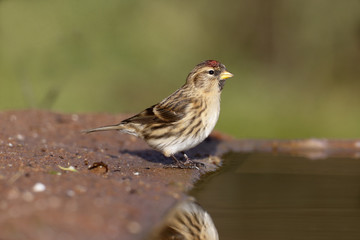 Sticker - Lesser repoll, Carduelis cabaret