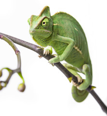 Wall Mural - green chameleon - Chamaeleo calyptratus on a branch