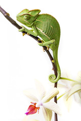 Wall Mural - chameleon - Chamaeleo calyptratus and orchid