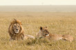 African lion couple in savanna